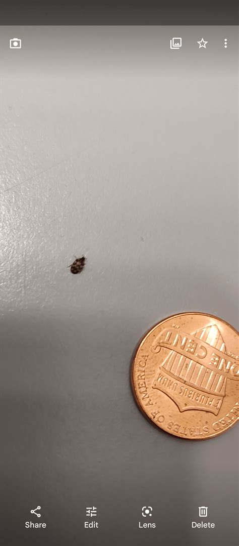 Help identifying this big , looks smaller than a carpet beetle ,found 2 ...