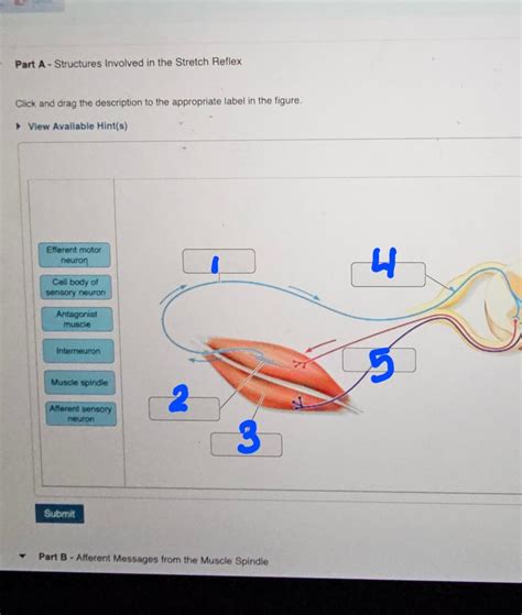 Muscle Spindle Stretch Reflex 的图像结果