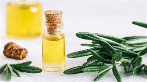 Does Rosemary Oil help hair growth? – DR.VEGAN
