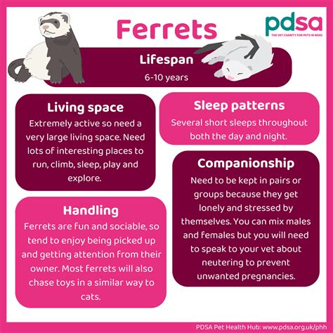 Ferrets as pets - PDSA