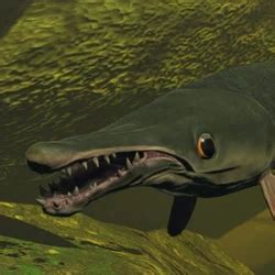 Swamp Fish 的图像结果