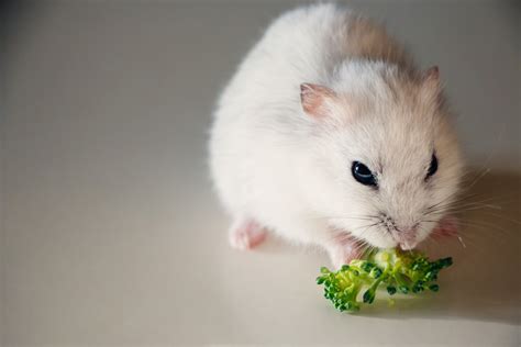 Can hamsters eat broccoli? - Only Hamster
