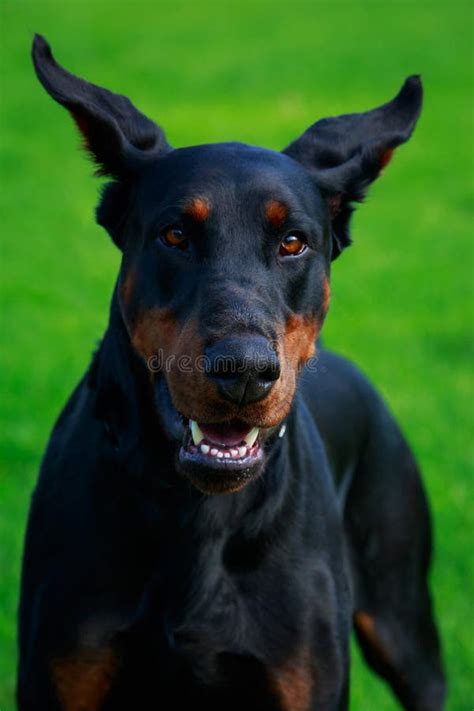 Doberman Scary 的图像结果