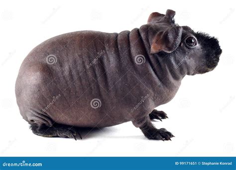 Side Profile of a Skinny Pig Stock Image - Image of white, guinea: 99171651