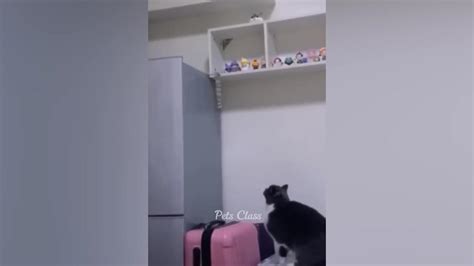 Animal Bloopers Compilation 的图像结果