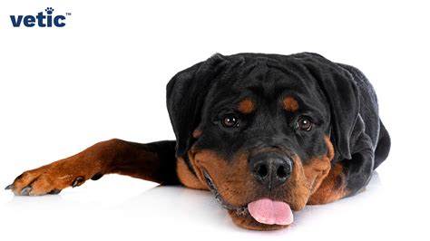 Everything You Need to Know about the Rottweiler Breed