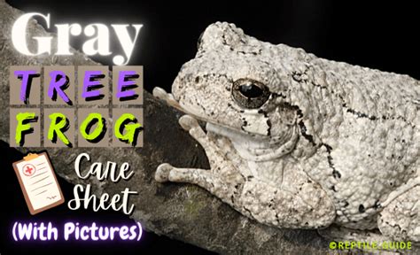 Image result for Common Gray Tree Frog