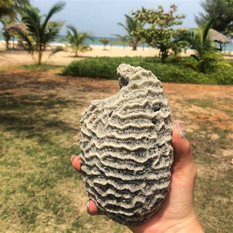 HOTEL WHITE SAND BEACH NILAVELI (Sri Lanka/Eastern Province ...