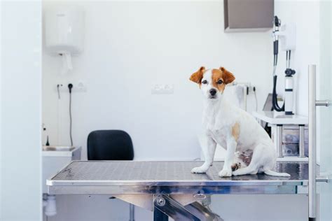Las Vegas, NV Veterinary Services | South Valley Animal