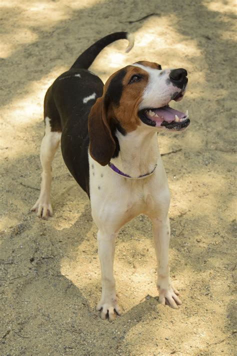 Windham County Humane Society