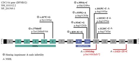 Novel Loss-of-Function Variants in CDC14A are Associated with Recessive ...