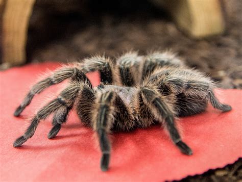 Tarantula