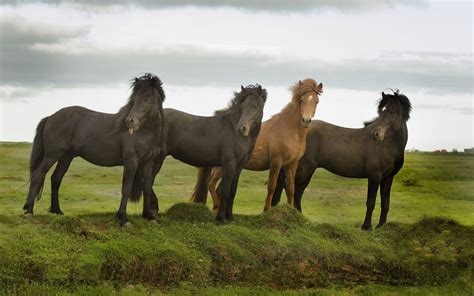 Download wallpaper greens, field, language, summer, the sky, grass ...