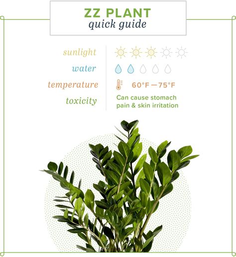 ZZ Plant Care: Growing Tips & Information