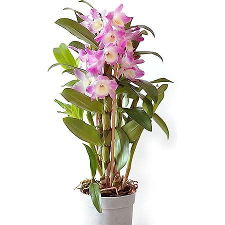 SIAM GARDEN Mokara Orchid Live Plant without Pot : Amazon.in: Garden ...