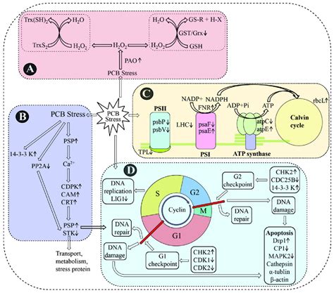 The Toxicological Effects, Toxin-Producing Performance, and Molecular ...