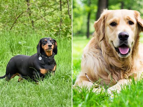 Labrador Dachshund Mix Dachshund Cross Dogs For Adoption