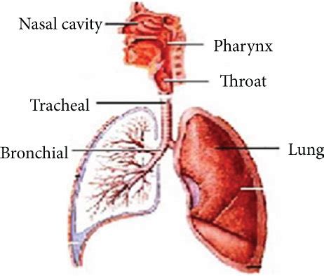 Image result for Respiratory System Composition
