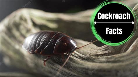 Image result for Tree Cockroach