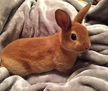 Image result for All Cute Baby Bunnies