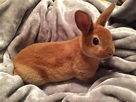 Image result for Brown Baby Bunnies