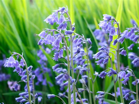 Blue Bell Flower Meaning In English | Best Flower Site