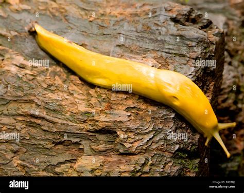 Santa cruz banana slug hi-res stock photography and images - Alamy