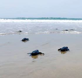 Dead olive ridley turtles raise stink at Andhra's Kakinada