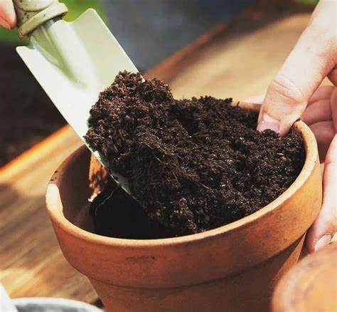 10斤土可以装满几个7寸的花盆