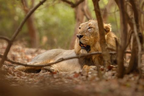 How to Spot Asiatic Lions in Gir National Park