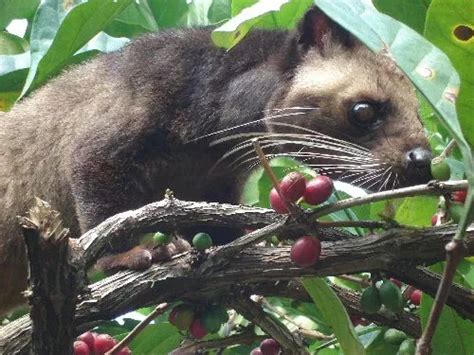 Vietnamese kopi luwak Premium 100% Authentic KOPI LUWAK Coffee - 12 ...