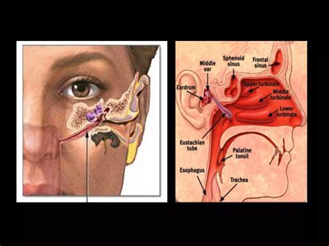 Anatomy and physiology of Eustachian tube .ppt