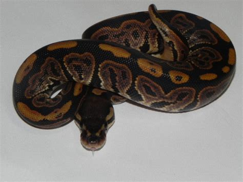 Image result for Sunset Leucistic Python's
