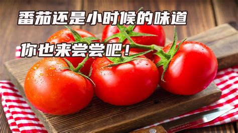 番茄还是小时候的味道，你也快来尝尝吧【付老师种植技术团队官方频道】 - YouTube