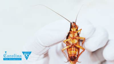 Image result for Cockroach Spray