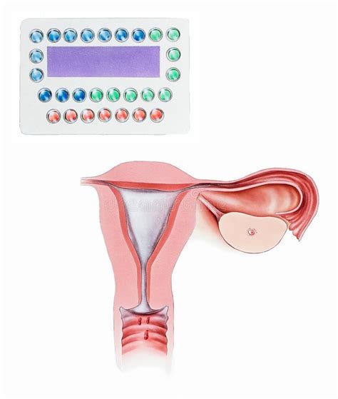 Image result for How Birth Control Works