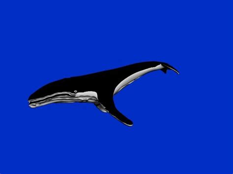 Image result for Whale 3D Tutorial SolidWorks