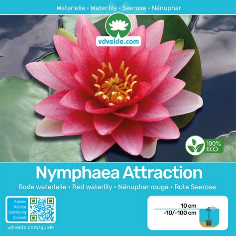 Red water lily + Oxygen plants - vdvelde.com