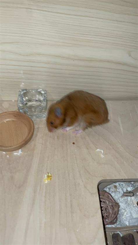 Why is she walking like this? : r/hamsters