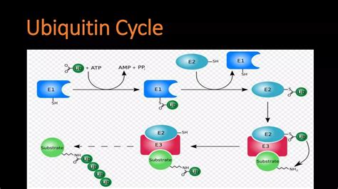 Image result for Post-Translational Modification of Amino Acids