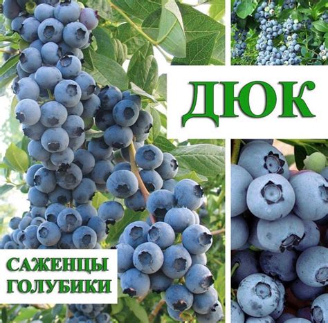 Голубика Дюк / саженец голубики 2,5 года контейнер 2л - купить с ...