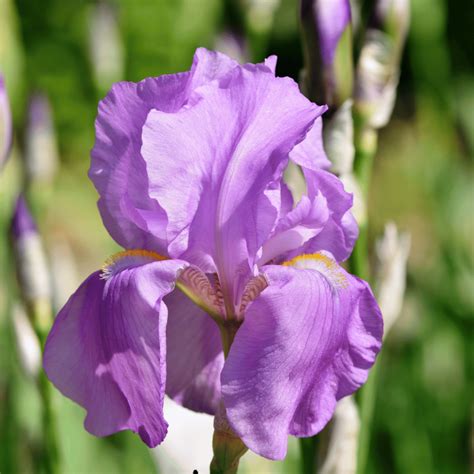 Purple Iris Meaning and Symbolism: Dignity and Peace Explained
