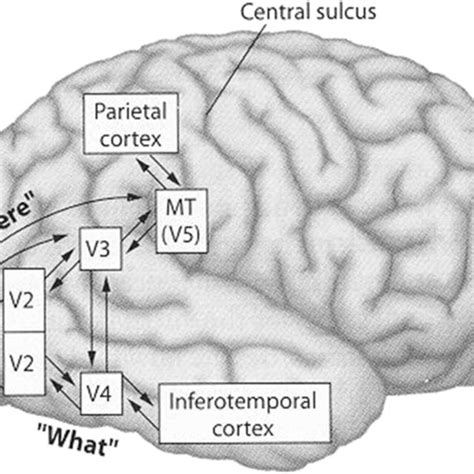 Image result for Visual Processing