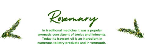 Rosemary - Health Benefits, Uses and Important Facts - PotsandPans India