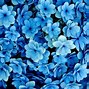 Image result for Blue Flowers Watercolor Background HD
