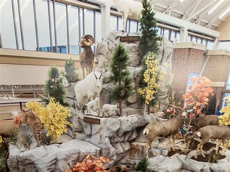 Here's when Scheels will open its new Chandler, Arizona store