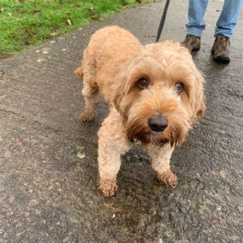 Image result for Cockapoo Rescue