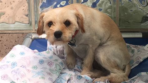 What Is Debarking A Dog