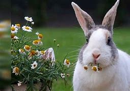 Image result for Rabit Flowers Made