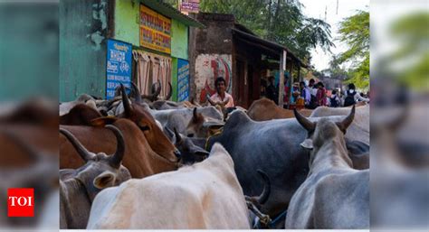 GPS Cow: Every moo you make we’ll be tracking you | Ahmedabad News ...